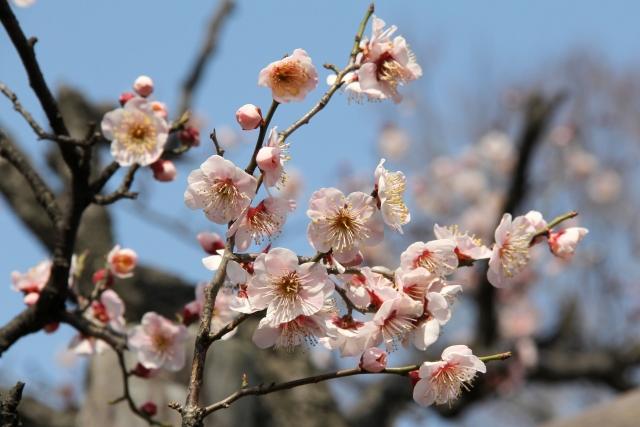 梅の花