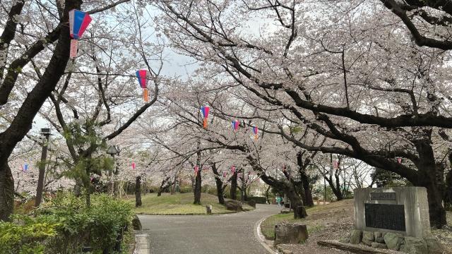 飛鳥山公園の桜