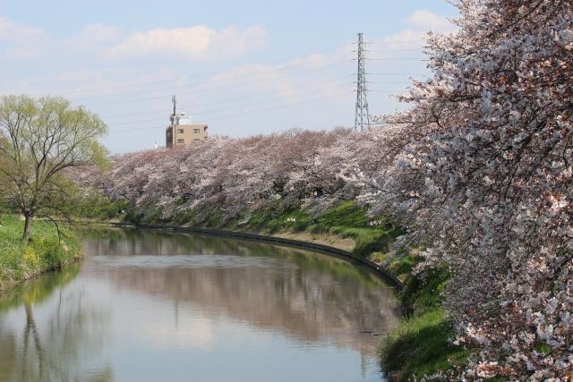 元荒川堤の桜