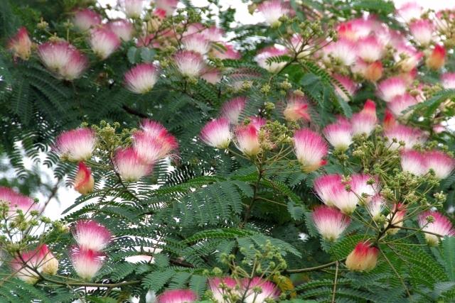 合歓木の花