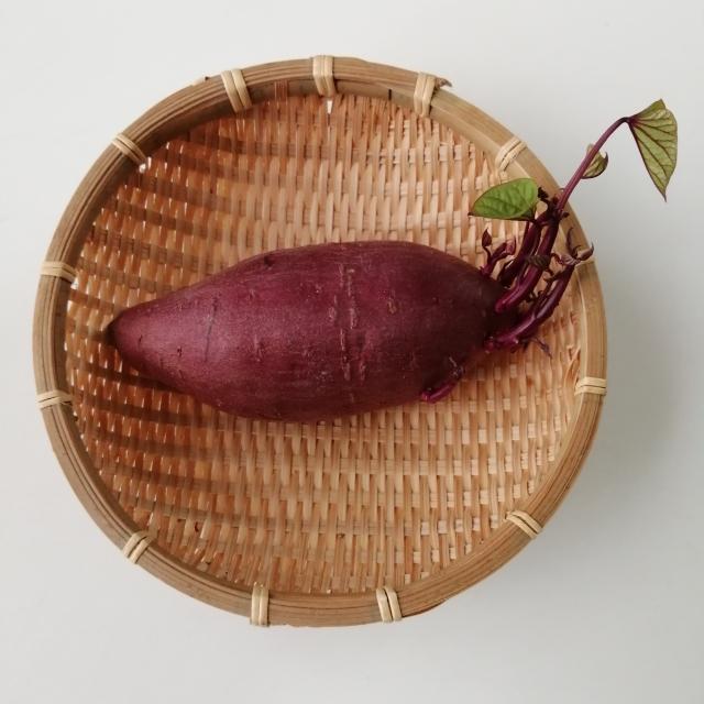 サツマイモの芽