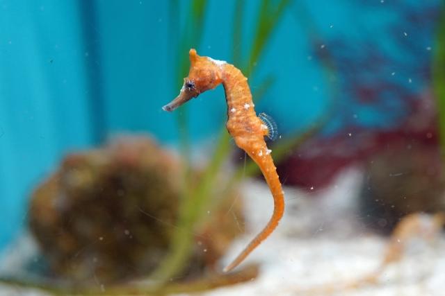 タツノオトシゴ